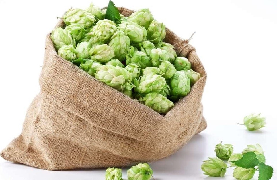 Varieties and characters of common beer hops